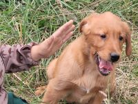 Golden Retriever- Labrador