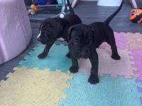 Cane-Corso-Welpen