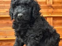 Labradoodle F1 B-Generation