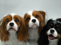 Noble Crown kennel