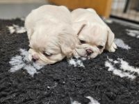 Französische Bulldoggen: Hündin (Farbe: Blau) und Rüde (Farbe: Creme)