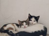 Zwei liebevolle Kitten