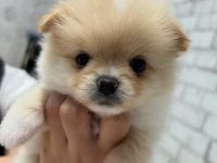 Pomeranian-Welpe