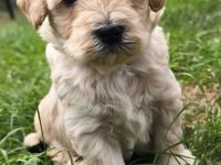 Maltipoo