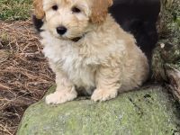 Auszugbereite Maltipoo Welpen