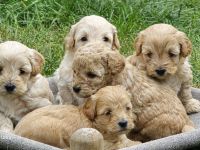 Maltipoo