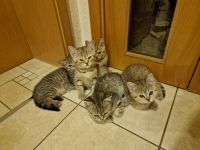 Süße getiegerte BKH Kitten