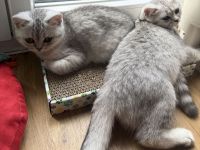 2 Britisch Kurzhaar Mädchen , geimpft ,Geb.22.04.2026