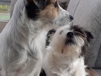 Lexie & Lotta, ein Dreamteam in gute Hände abzugeben