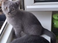 Britisch Kurzhaar Kitten sucht ein liebevolles Zuhause