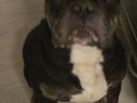 lustiger chicker Bully Ruede