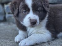 Border Collie Welpen aus verantwortungsvoller, liebevoller Familienaufzucht