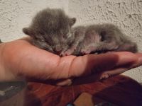 Russisch blau Kitten aus langjähriger Hobbyzucht zu Anfang November abzugeben