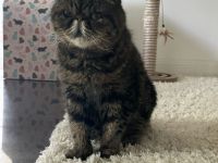 2 wundervolle Kater in liebevolle Hände abzugeben