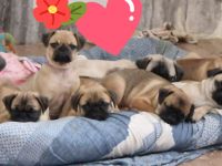 Retro Mops Welpen suchen ihre Familie