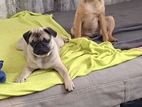 Retro Mops Welpen suchen ihre Familie