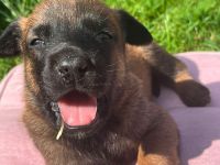 Malinois Welpen