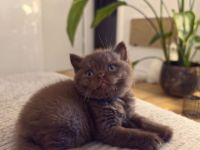 BKH Kitten choco