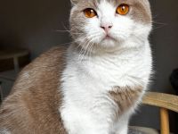 Britisch Kurzhaar Katzen mit Stammbaum