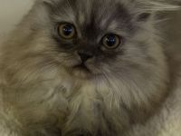 Graues Perser-Kitten Mädchen sucht liebevolles Zuhause