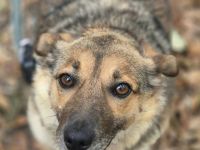 Tobbik, 05/21 - kleiner Schmuser sucht Zuhause