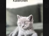 Britisch Kurzhaar