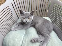 „BKH Blue Kitten