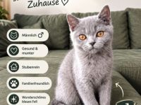 „BKH Blue Kitten