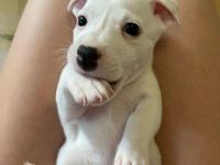 Jack Russell Terrier Welpen reinrassig ab 16.10 beretabgeholt