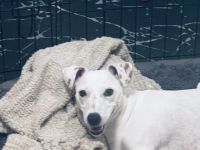 9 zauberhafte reinrassige Jack Russell Terrier Welpen suchen ihr neues Zuhause