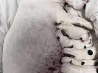 9 zauberhafte reinrassige Jack Russell Terrier Welpen suchen ihr neues Zuhause