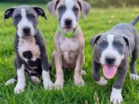 American Bully XL Welpen