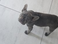 Liebevolle Französische Bulldogge Mia sucht ein fürsorgliches Zuhause