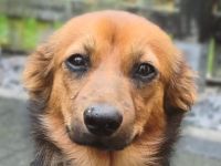 Pinky, zuckersüße, kleine Hündin auf der Suche nach dem schönen Leben, 6M, 35cm
