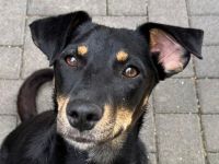 Kati, wer schenkt einer lieben, katzenverträglichen, agilen Hündin ein Zuhause,? 1,5J, 44cm