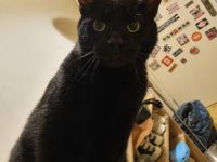 Lieber Kater sucht neues Zuhause