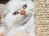 BKH und BLH Kitten abzugeben