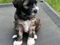 Tibet Terrier Welpen