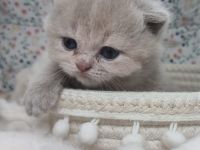 Wunderschöne British Shorthair Kitten aus liebevoller Hobbyzucht