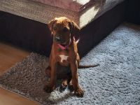 Red weathen Rhodesian Ridgeback Hündin