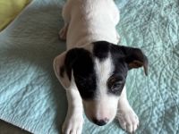 Reinrassige Jack Russel Terrier