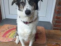 Lilly sucht ein erfahrenes Zuhause
