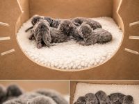 Neun wunderschöne Kitten von Mama Mia suchen ihr Zuhause auf Lebenszeit! (3 Jungs / 6 Mädchen)