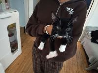 Verkaufe eine Babykatze