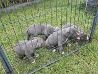 American Staffordshire terrier