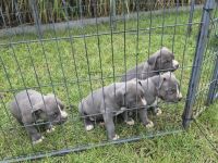 American Staffordshire terrier