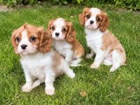 ZAUBERHAFTE CAVALIER KING CHARLES SPANIEL WELPEN SUCHEN IHR TRAUMZUHAUSE