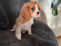 CAVALIER KING CHARLES SPANIEL  Welpen