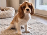 CAVALIER KING CHARLES SPANIEL  Welpen