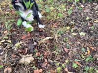 Süßer Chinese Crested Rüde sucht sein neues Traumschloss